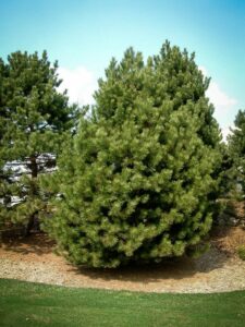 Сосна Чёрная (Pinus Nigra) купить по цене от 270.00р. в интернет-магазине «Посадика» с доставкой почтой в в Лангепасе и по всей России – [изображение №1].