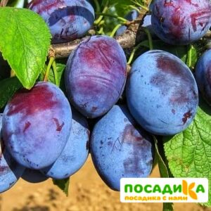 Слива Чачакская ранняя купить по цене от 229.00р. в интернет-магазине «Посадика» с доставкой почтой в в Лангепасе и по всей России – [изображение №1].