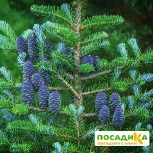 Пихта корейская (Abies koreana) купить по цене от 450.00р. в интернет-магазине «Посадика» с доставкой почтой в в Лангепасе и по всей России – [изображение №1].