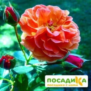 Роза Арабия купить по цене от 350.00р. в интернет-магазине «Посадика» с доставкой почтой в в Лангепасе и по всей России – [изображение №1].