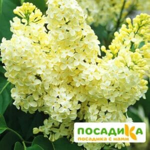 Сирень Примроуз (Primrose) купить по цене от 529.00р. в интернет-магазине «Посадика» с доставкой почтой в в Лангепасе и по всей России – [изображение №1].