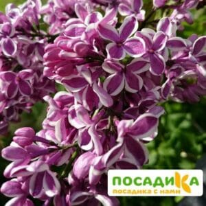 Сирень Сенсация купить по цене от 529.00р. в интернет-магазине «Посадика» с доставкой почтой в в Лангепасе и по всей России – [изображение №1].