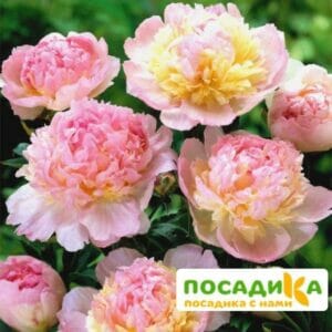 Пион Распберри Сандей (Paeonia Raspberry Sundae) купить по цене от 959р. в интернет-магазине «Посадика» с доставкой почтой в в Лангепасе и по всей России – [изображение №1].