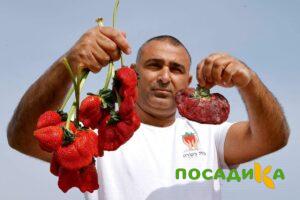 Клубника Гигант Джорнея купить по цене от 266р. в интернет-магазине «Посадика» с доставкой почтой в в Лангепасе и по всей России – [изображение №1].