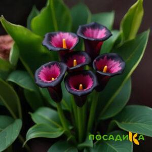 Калла Аура Лейс купить по цене от 400р. в интернет-магазине «Посадика» с доставкой почтой в в Лангепасе и по всей России – [изображение №1].