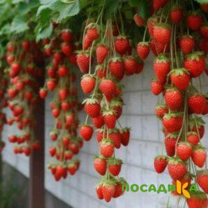 Клубника вьющаяся Комплимент купить по цене от 470р. в интернет-магазине «Посадика» с доставкой почтой в в Лангепасе и по всей России – [изображение №1].