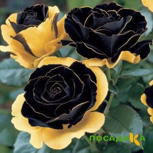 Роза Ханни Сикл купить по цене от 700р. в интернет-магазине «Посадика» с доставкой почтой в в Лангепасе и по всей России – [изображение №1].