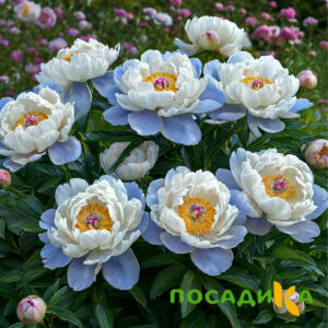 Пион акварельный Этюд купить по цене от 806р. в интернет-магазине «Посадика» с доставкой почтой в в Лангепасе и по всей России – [изображение №1].