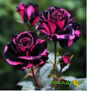Роза Багровый Шепот купить по цене от 366р. в интернет-магазине «Посадика» с доставкой почтой в в Лангепасе и по всей России – [изображение №1].