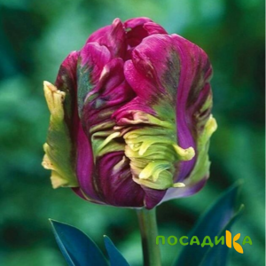 Тюльпан Экзотик Хэвен купить по цене от 186р. в интернет-магазине «Посадика» с доставкой почтой в в Лангепасе и по всей России – [изображение №1].