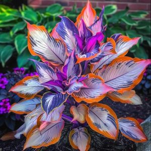 Хоста Эмеральд Тиара купить по цене от 602р. в интернет-магазине «Посадика» с доставкой почтой в в Лангепасе и по всей России – [изображение №1].