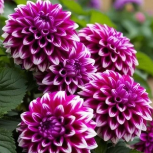 Георгин Кристал Корт купить по цене от 602р. в интернет-магазине «Посадика» с доставкой почтой в в Лангепасе и по всей России – [изображение №1].