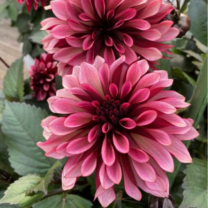 Георгин Перли Сансет купить по цене от 309р. в интернет-магазине «Посадика» с доставкой почтой в в Лангепасе и по всей России – [изображение №1].