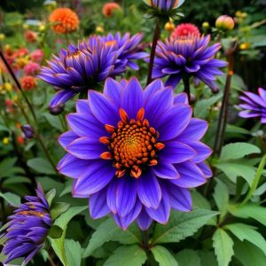 Георгин Лазурит купить по цене от 799р. в интернет-магазине «Посадика» с доставкой почтой в в Лангепасе и по всей России – [изображение №1].