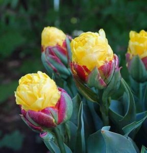 Тюльпан Айс Крим Банана купить по цене от 360р. в интернет-магазине «Посадика» с доставкой почтой в в Лангепасе и по всей России – [изображение №1].