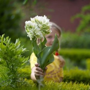 Тюльпан Супер Пэррот купить по цене от 360р. в интернет-магазине «Посадика» с доставкой почтой в в Лангепасе и по всей России – [изображение №1].