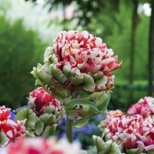 Тюльпан Дабл Флеминг Берд купить по цене от 249р. в интернет-магазине «Посадика» с доставкой почтой в в Лангепасе и по всей России – [изображение №1].