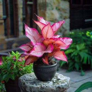 Хоста Розовая Симфония купить по цене от 800р. в интернет-магазине «Посадика» с доставкой почтой в в Лангепасе и по всей России – [изображение №1].