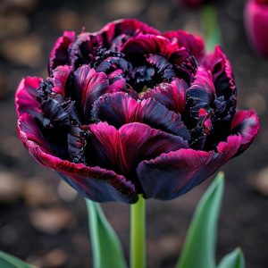 Тюльпан Фламинго купить по цене от 500р. в интернет-магазине «Посадика» с доставкой почтой в в Лангепасе и по всей России – [изображение №1].