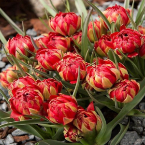 Тюльпан Ап Пинк купить по цене от 390р. в интернет-магазине «Посадика» с доставкой почтой в в Лангепасе и по всей России – [изображение №1].