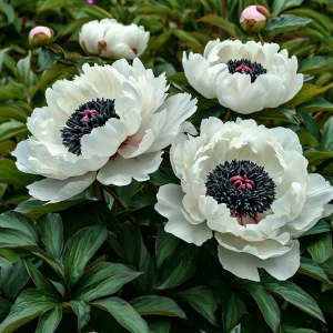 Пион Инк Эн купить по цене от 429р. в интернет-магазине «Посадика» с доставкой почтой в в Лангепасе и по всей России – [изображение №1].