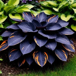 Хоста Умбра купить по цене от 349р. в интернет-магазине «Посадика» с доставкой почтой в в Лангепасе и по всей России – [изображение №1].