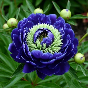 Пион Дримвивер купить по цене от 417р. в интернет-магазине «Посадика» с доставкой почтой в в Лангепасе и по всей России – [изображение №1].