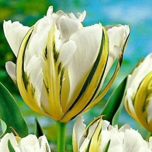 Тюльпан Экзотик Пуруссима купить по цене от 305р. в интернет-магазине «Посадика» с доставкой почтой в в Лангепасе и по всей России – [изображение №1].