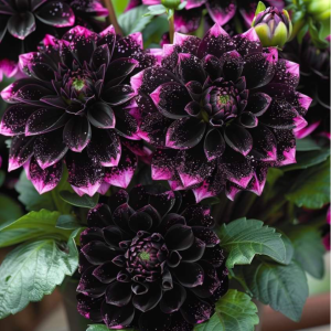 Георгин Лаванда Лейс купить по цене от 679р. в интернет-магазине «Посадика» с доставкой почтой в в Лангепасе и по всей России – [изображение №1].