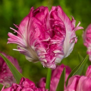 Тюльпан махровый Кул Кристал купить по цене от 400р. в интернет-магазине «Посадика» с доставкой почтой в в Лангепасе и по всей России – [изображение №1].