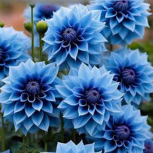 Георгин Вижапе купить по цене от 699р. в интернет-магазине «Посадика» с доставкой почтой в в Лангепасе и по всей России – [изображение №1].