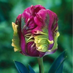 Тюльпан Экзотик Хэвен купить по цене от 186р. в интернет-магазине «Посадика» с доставкой почтой в в Лангепасе и по всей России – [изображение №1].