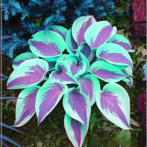 Хоста Висперин Бьюти купить по цене от 379р. в интернет-магазине «Посадика» с доставкой почтой в в Лангепасе и по всей России – [изображение №1].