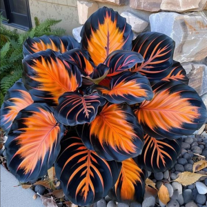 Хоста Сикрет Форест купить по цене от 601р. в интернет-магазине «Посадика» с доставкой почтой в в Лангепасе и по всей России – [изображение №1].